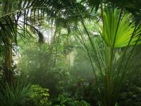 Пальмова оранжерея Ботанічного саду